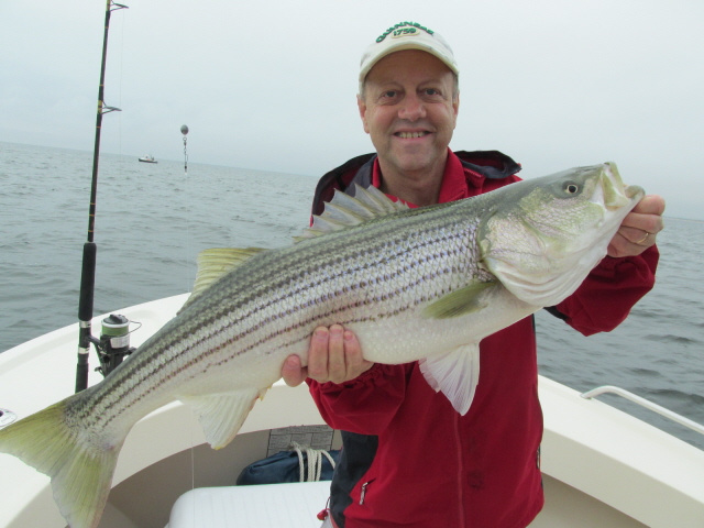 Doug's 34" striper 7-28-13 (released)